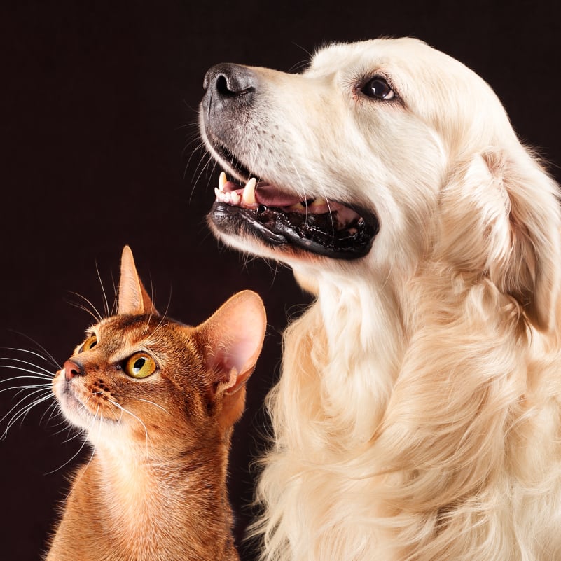PETS